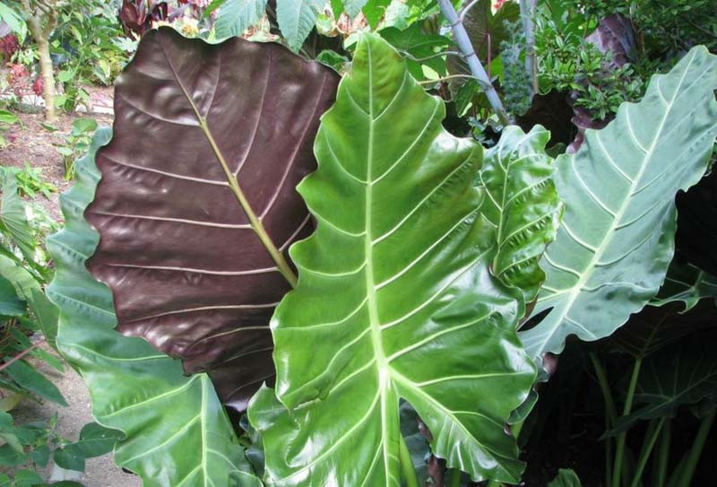 Alocasia 'Mayan Mask' (Elephant Ear)